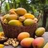 Barre énergétique bio Mulebar - Mangue, noix de cajou