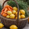 Compote énergétique Mulebar - Orange, carotte, citron