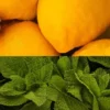 Gommes énergétiques Veloforte Fresco - Citron, menthe fraîche